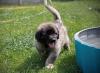 images/T-Wurf/T-Wurf Wo 9/3S8A2865-Bearbeitet.jpg
